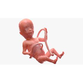 Human Fetus at 20 Weeks Rigged 3D model
